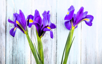 обоя цветы, ирисы, стена