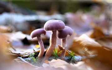 обоя природа, грибы, листья, осень