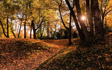 Картинка природа лес деревья осень листья солнце