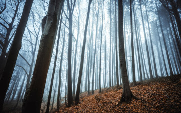 Картинка природа лес осень туман листья