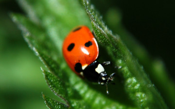 обоя животные, божьи коровки, божья, коровка, листья