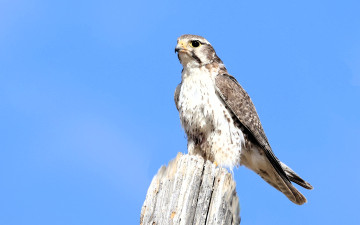 обоя животные, птицы - хищники, сокол, пень, небо