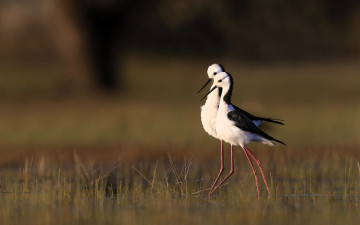 Картинка животные птицы ходулочники пара трава