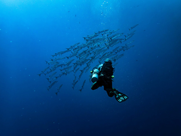 Обои картинки фото спорт, экстрим, дайвинг, дайвер, море, рыбы