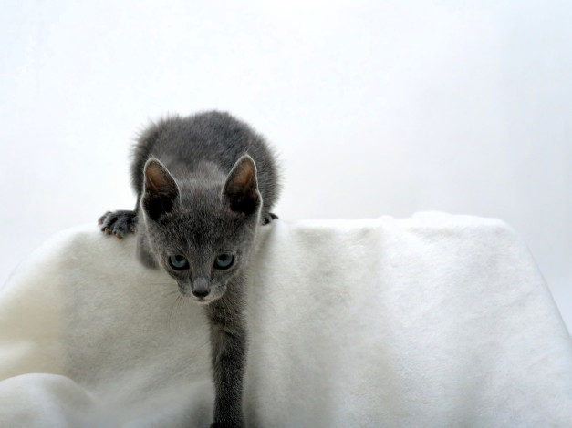 Обои картинки фото животные, коты, котенок, кресло