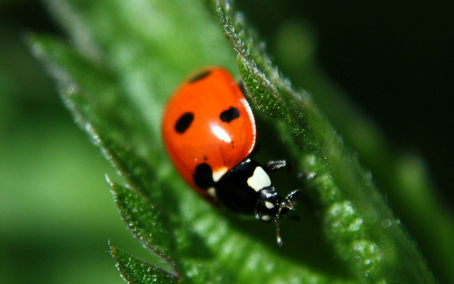 Обои картинки фото животные, божьи коровки, божья, коровка, листья