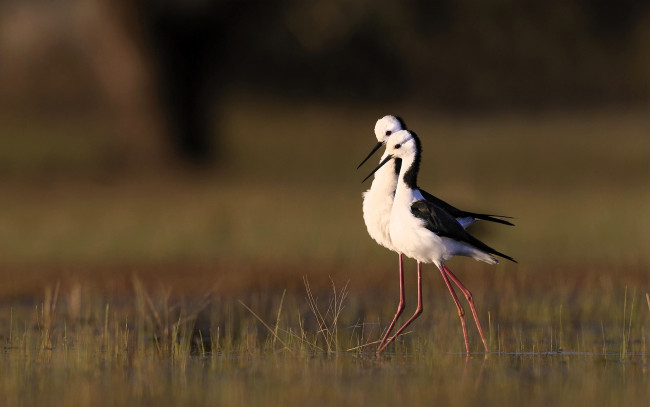 Обои картинки фото животные, птицы, ходулочники, пара, трава