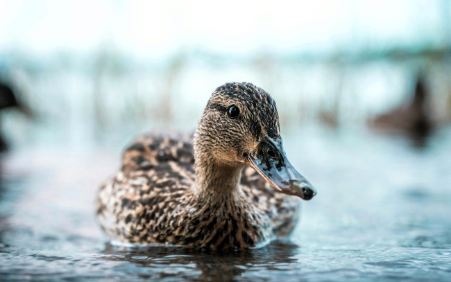 Обои картинки фото животные, утки, утка, озеро, вода