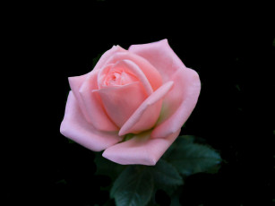 Картинка цветы розы