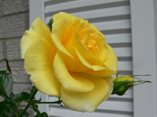 Картинка цветы розы