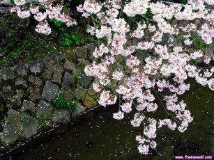 Картинка цветы сакура вишня