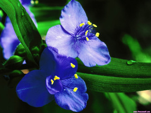Картинка цветы традесканции