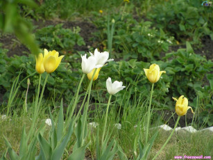 Картинка цветы тюльпаны