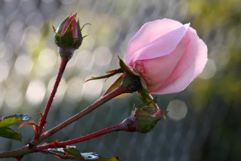 Картинка цветы розы