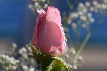 Картинка цветы розы