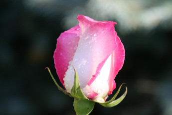 Картинка цветы розы