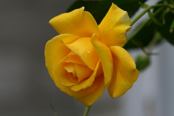 Картинка цветы розы