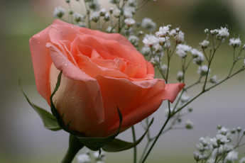 Картинка цветы розы