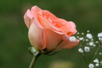 Картинка цветы розы