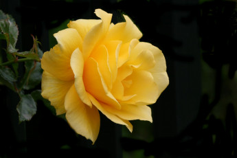 Картинка цветы розы