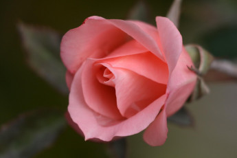 Картинка цветы розы