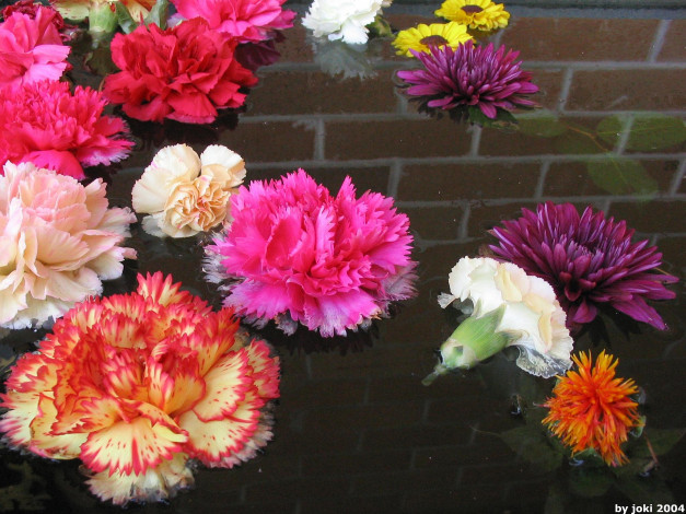 Обои картинки фото цветы, разные, вместе