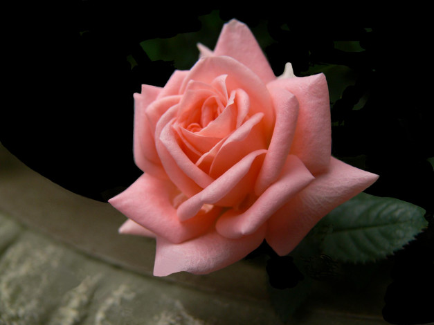 Обои картинки фото цветы, розы