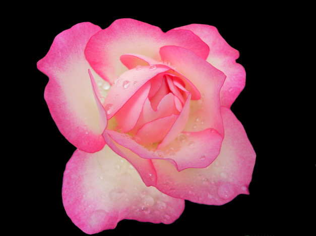 Обои картинки фото цветы, розы