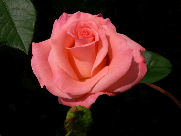 Обои картинки фото цветы, розы