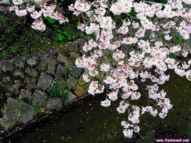 Обои картинки фото цветы, сакура, вишня