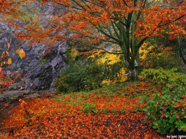 Обои картинки фото природа