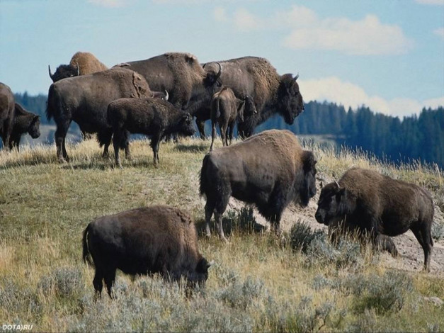 Обои картинки фото животные, зубры, бизоны