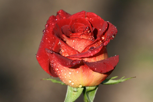 Обои картинки фото цветы, розы