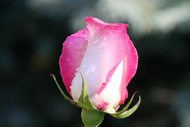 Обои картинки фото цветы, розы