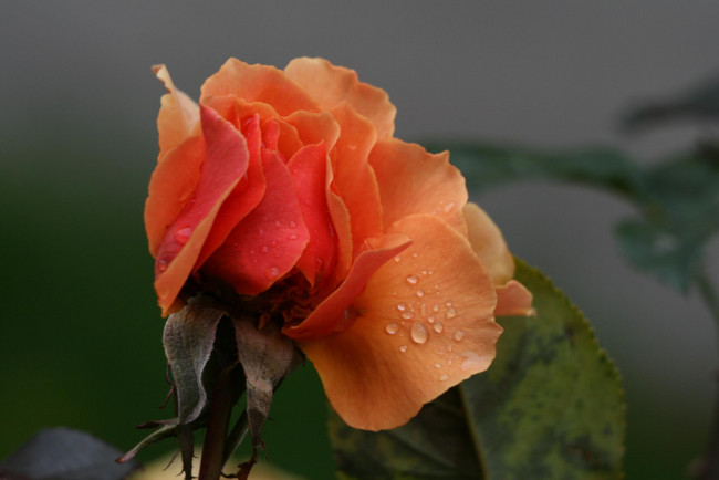 Обои картинки фото цветы, розы