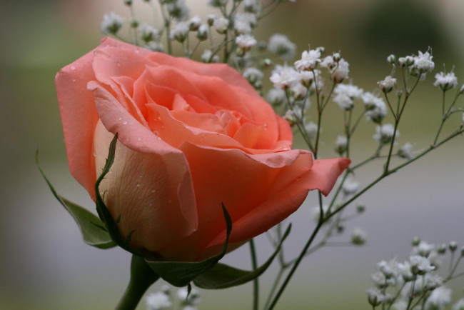 Обои картинки фото цветы, розы