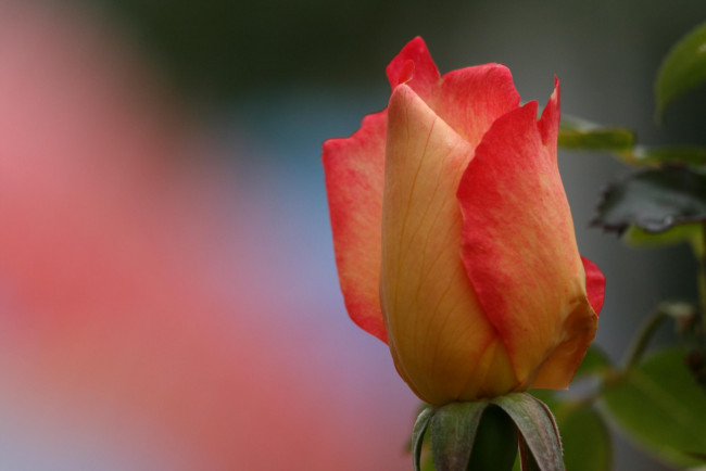 Обои картинки фото цветы, розы