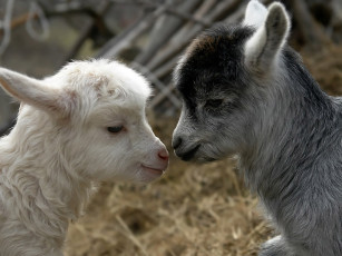 Картинка брат сестра by mobby dick животные козы