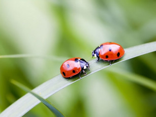 Картинка дыхание весны by sergey kuranov животные божьи коровки