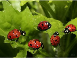 Картинка вечеринка жён владельцев алмазних копален by sergey kuranov животные божьи коровки