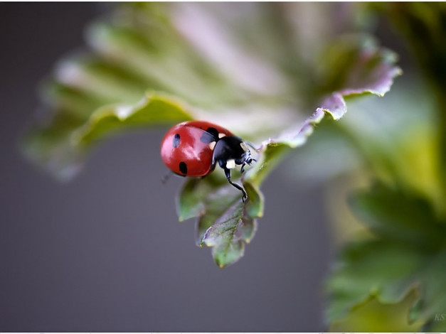 Обои картинки фото дыхание, весны, by, sergey, kuranov, животные, божьи, коровки