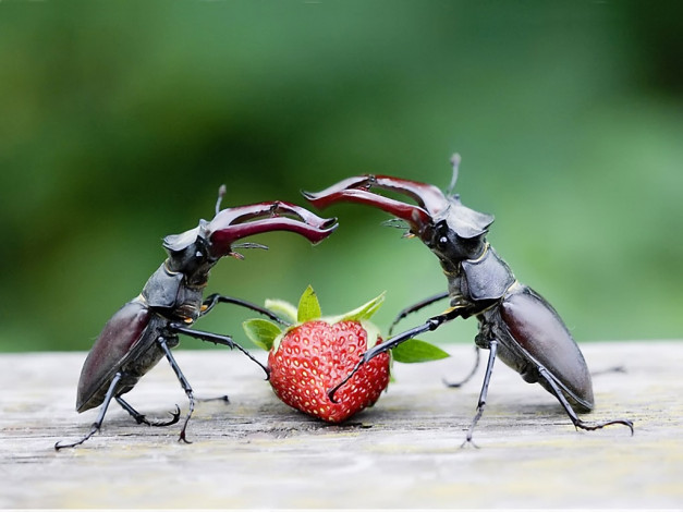 Обои картинки фото как, делить, будем, by, sergey, kuranov, животные, насекомые