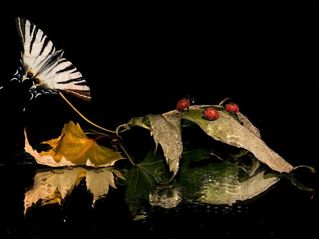 Обои картинки фото прощание, летом, by, sergey, kuranov, животные, божьи, коровки