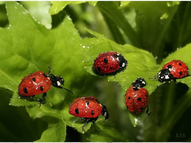 Обои картинки фото вечеринка, жён, владельцев, алмазних, копален, by, sergey, kuranov, животные, божьи, коровки