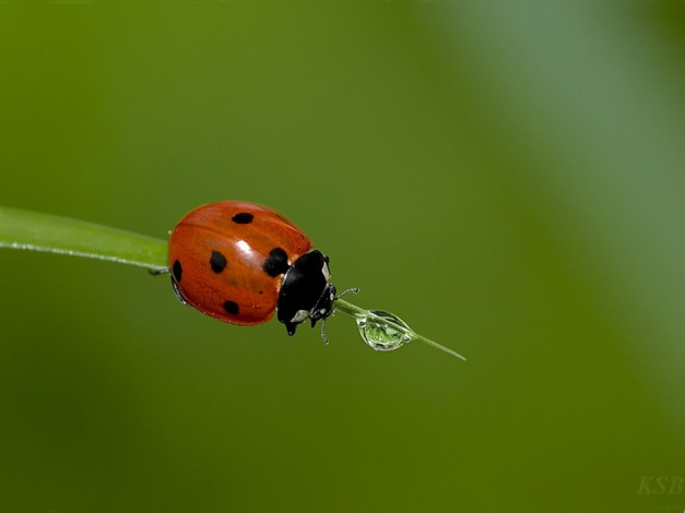 Обои картинки фото жажда, by, sergey, kuranov, животные, божьи, коровки