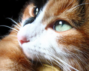 Картинка животные коты