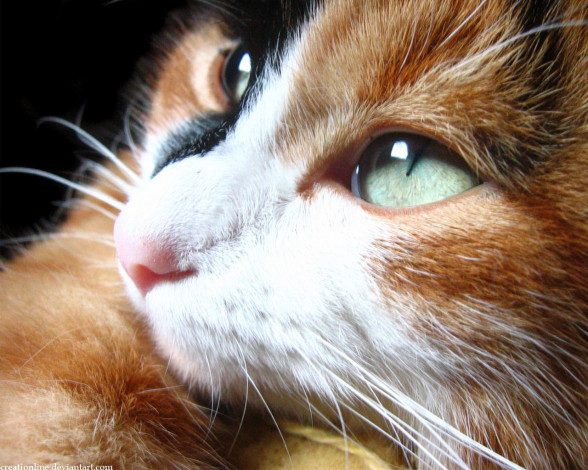 Обои картинки фото животные, коты