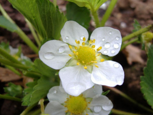 Картинка цветы