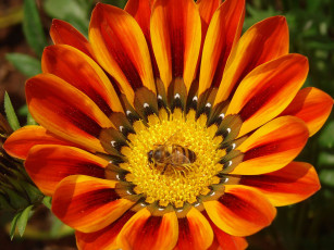 обоя цветы, газания