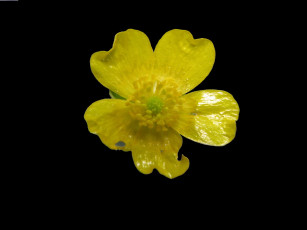 Картинка цветы калужницы лютики